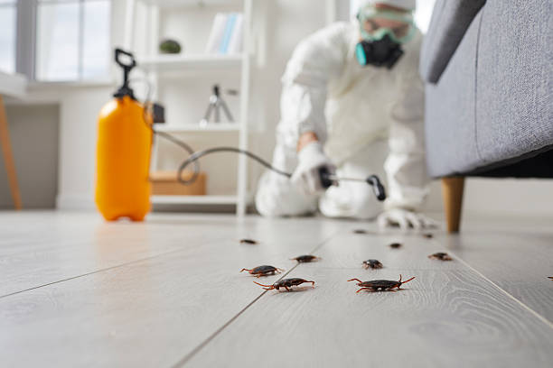 Commercial Rodent Management in Kenbridge